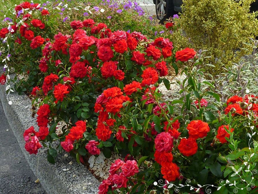 Scarlet Bonica róża rabatowa